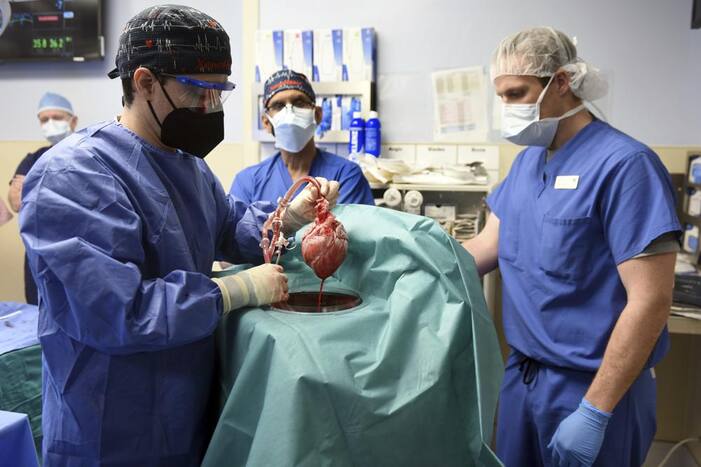 US Doctors Transplant Pig Heart Into Human Patient