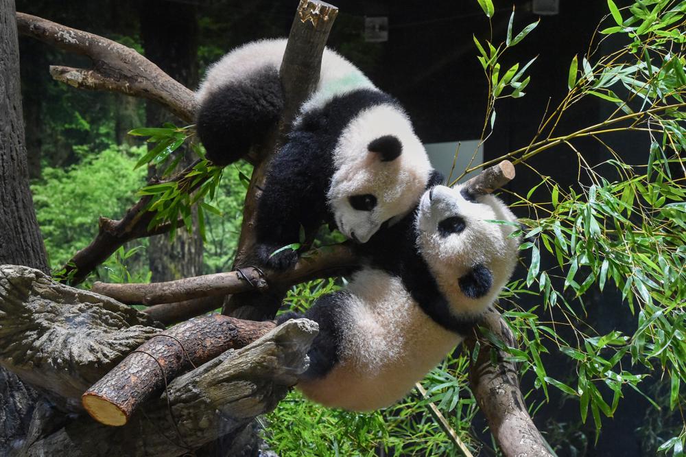 Twin Adorable Panda Cubs Debut at Tokyo Zoo, People Line Up to See Them ...