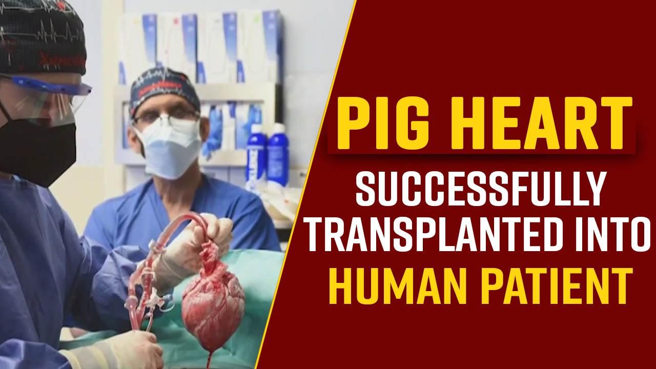 US Surgeon Implants A Pig Heart Successfully Into A 57 Year Old Patient