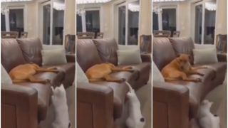 Viral Video: This Naughty Cat Playing Peek-a-Boo With a Sleeping Dog is The Cutest Thing Ever | Watch