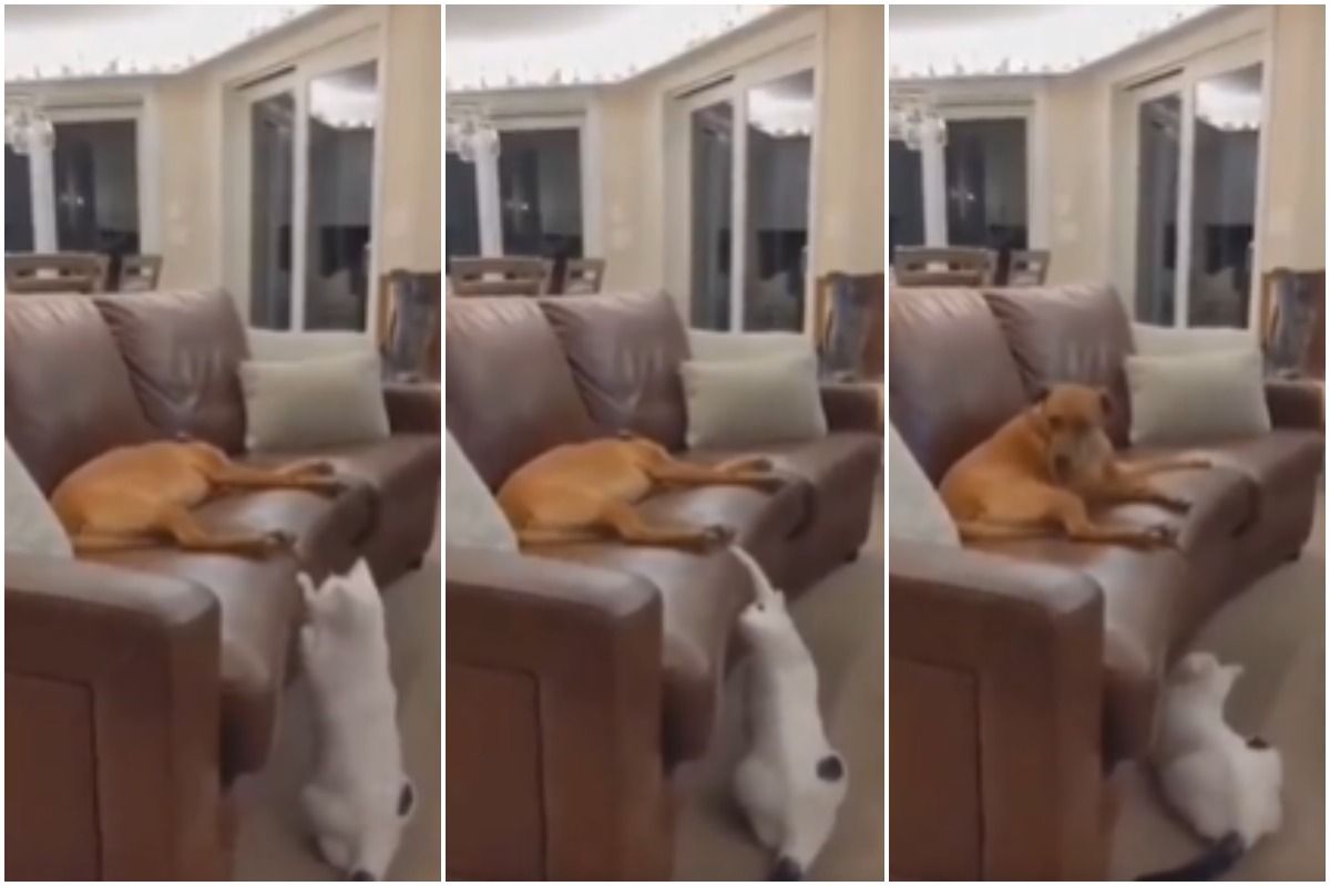 This Naughty Cat Playing Peek-a-Boo With Sleeping Dog is The Cutest Thing Ever