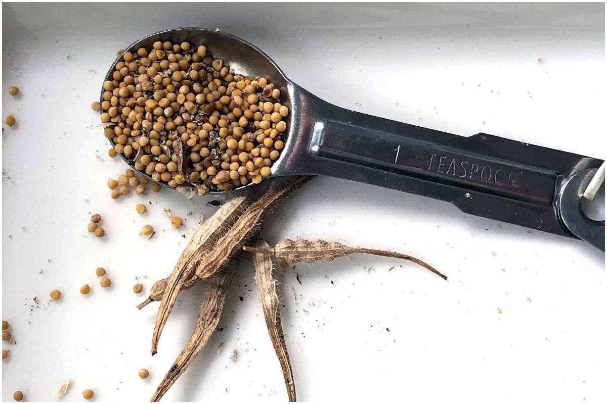 Weight Loss Tips Add Mustard Seeds to Your Diet to Shed Those Extra