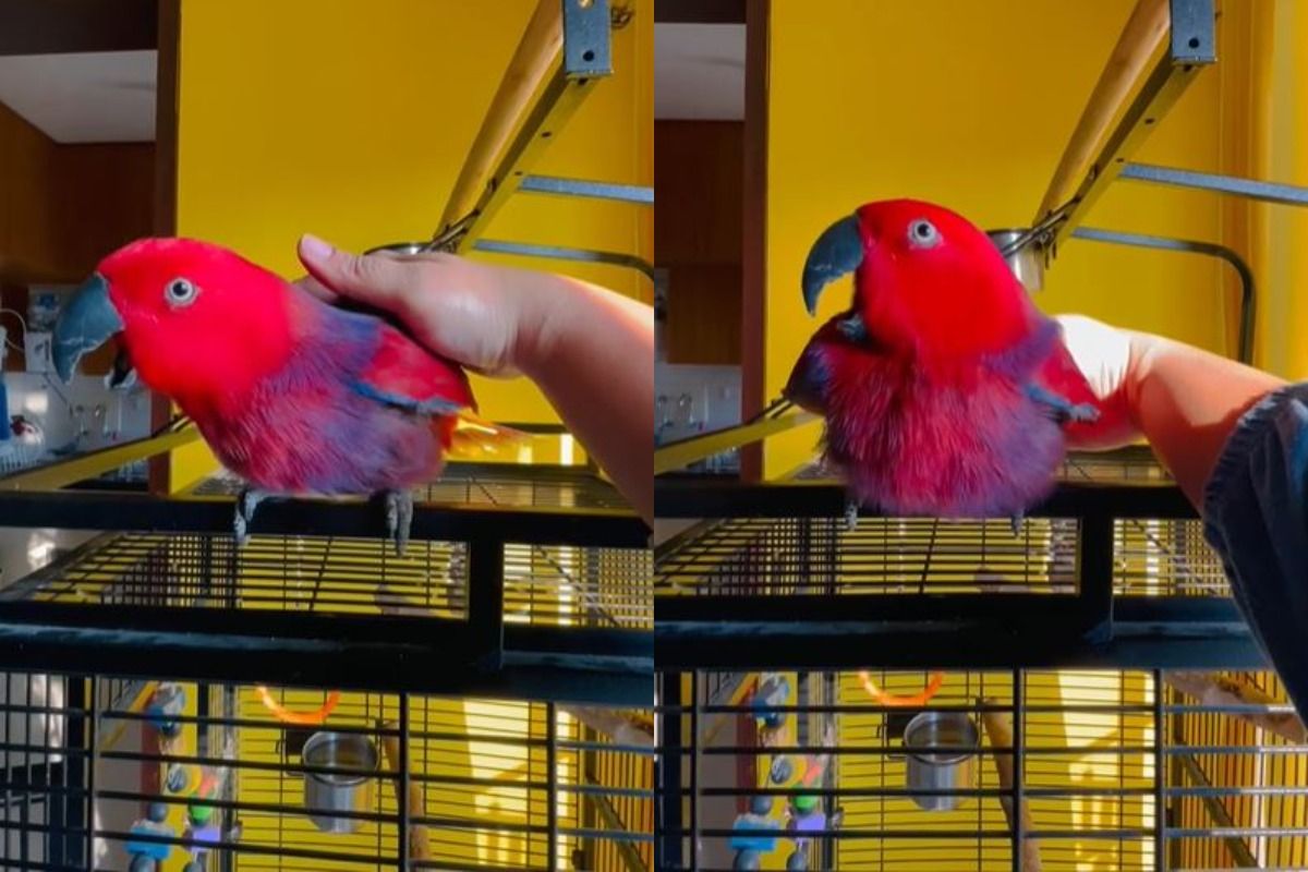 Viral Video: Looking for a New Ringtone for Your iPhone? Gucci, the Parrot Might Just Sing it for You | WATCH
