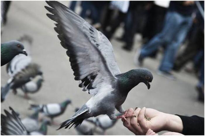 Pigeons