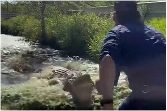 crocodile Ka Video