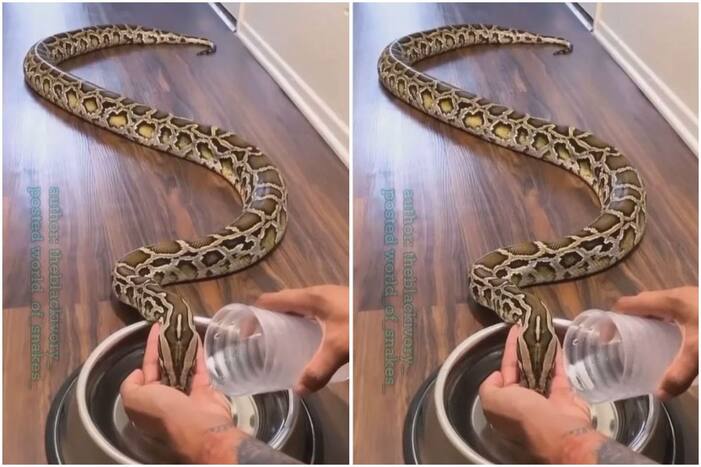 Snake Ka Video