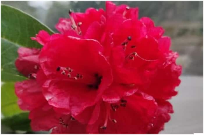 Burans Phool ke Fayde: बुरांश का फूल Corona रोकने में सक्षम, IIT के शोधकर्ताओं का बड़ा दावा