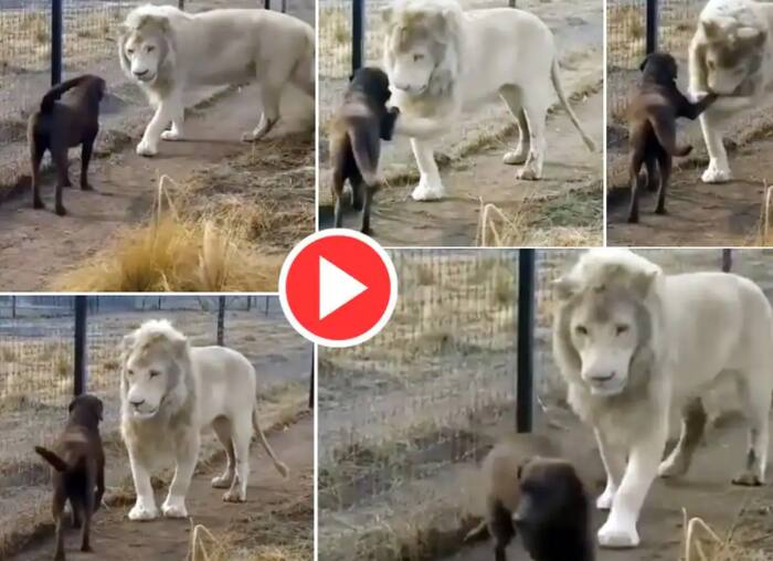 Lion & Dog Play With Each Other, Beautiful Friendship Wins Hearts