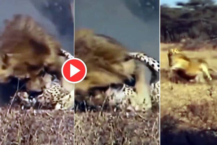 Sher Aur Cheetah Ka Video