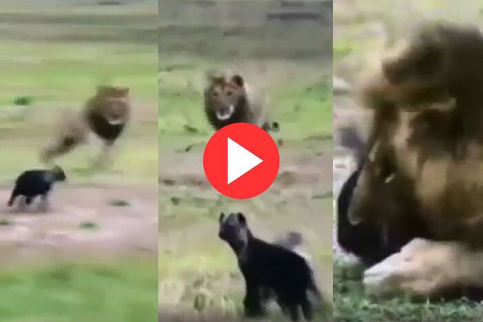 Sher Ka Video