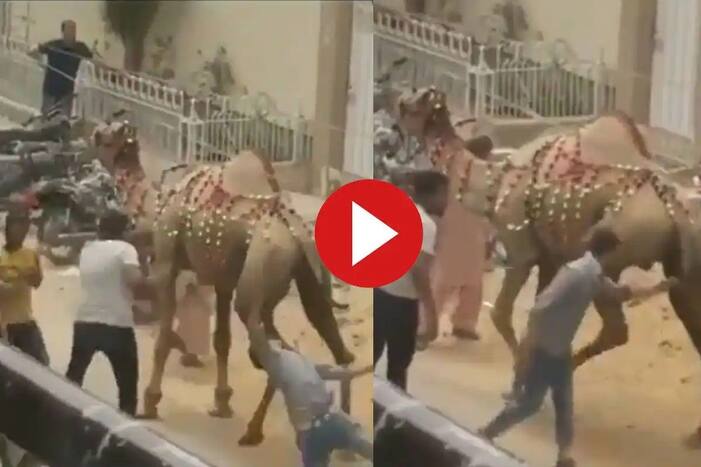 Camel viral video