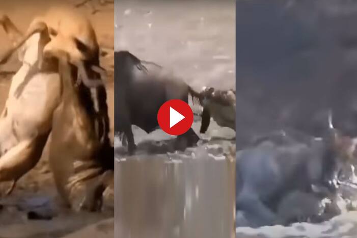 Sher Ka Video