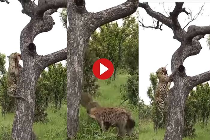 Leopard vs Hyena Video
