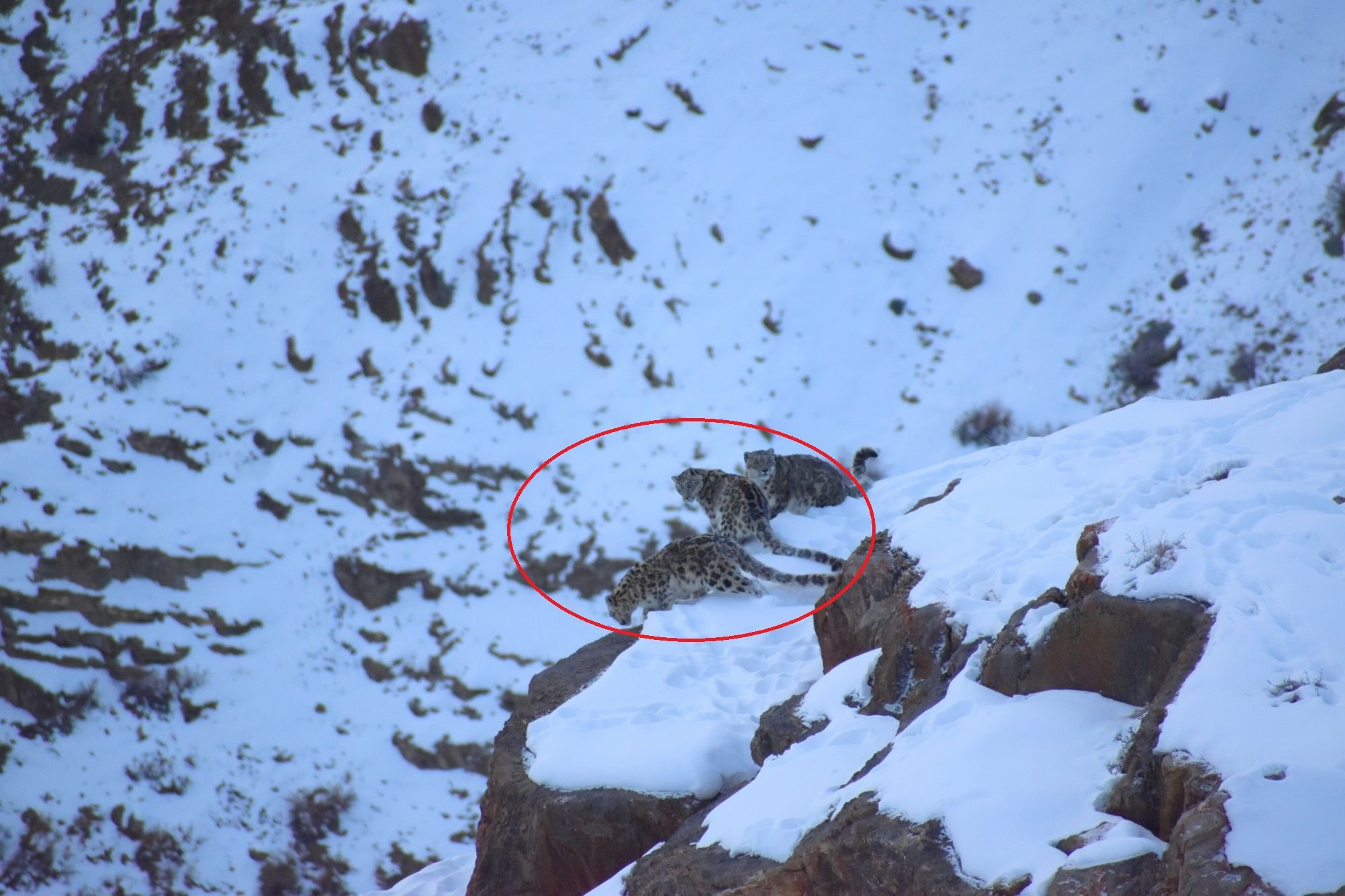The Elusive Snow Leopard & Its 2 Cubs Spotted Roaming in Himachal's Spiti Valley