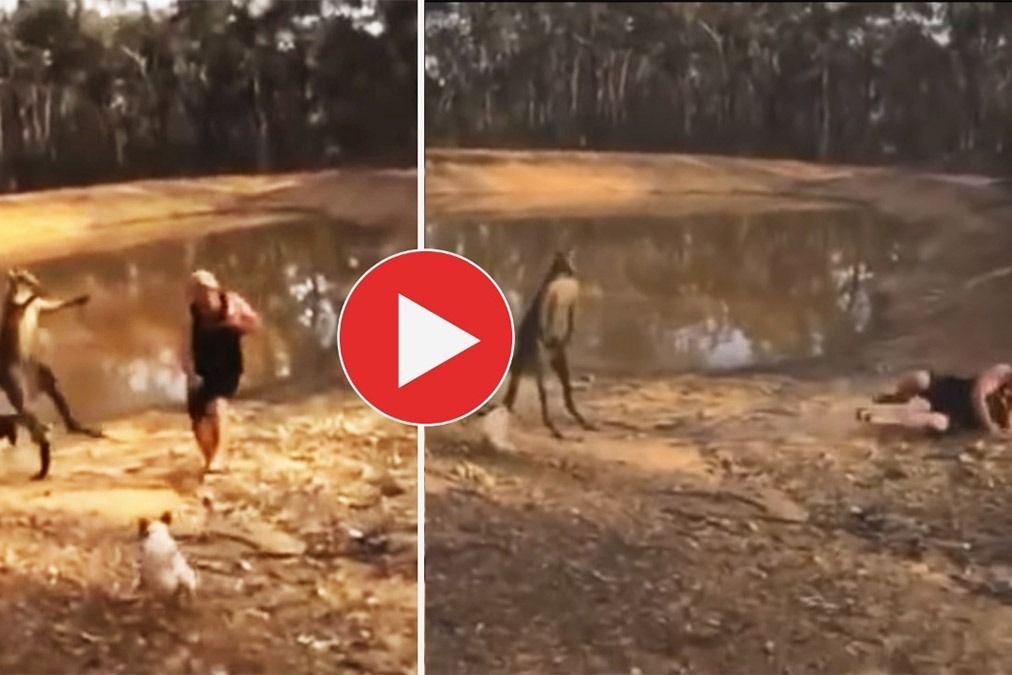 Kangaroo Ka Video