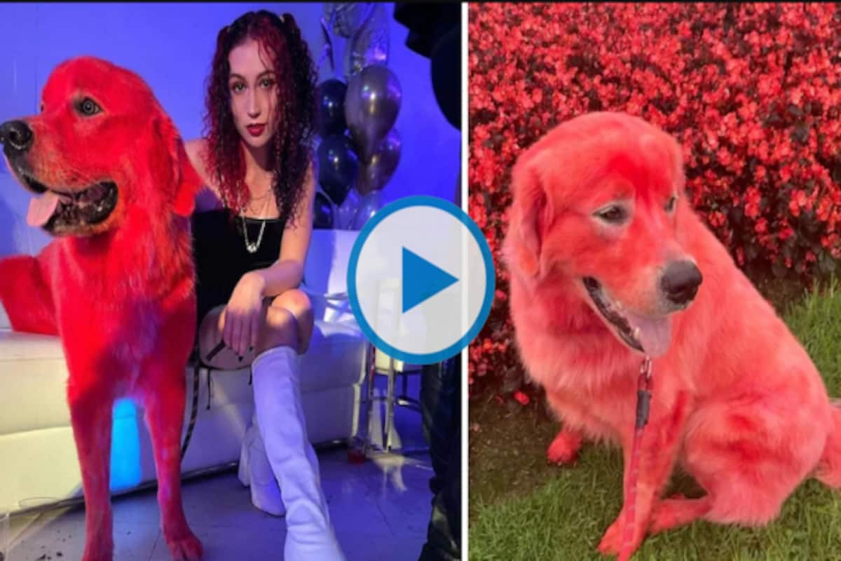 Viral Video: TikToker Dyes Her Pet Dog Red, People Accuse Her of Animal  Abuse | Watch