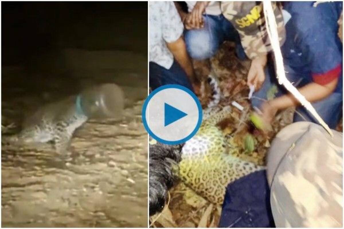 Leopard With Head Stuck In Plastic Container Rescued by Forest Officials in  Thane | Watch