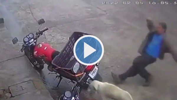 Viral Video: Man Attempts To Kick Stray Dog, Gets Instant Karma | Watch