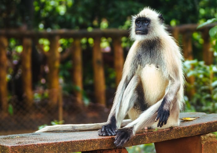 UP Villagers Hold Funeral Procession For Langur, Perform Last Rites Per Hindu Traditions