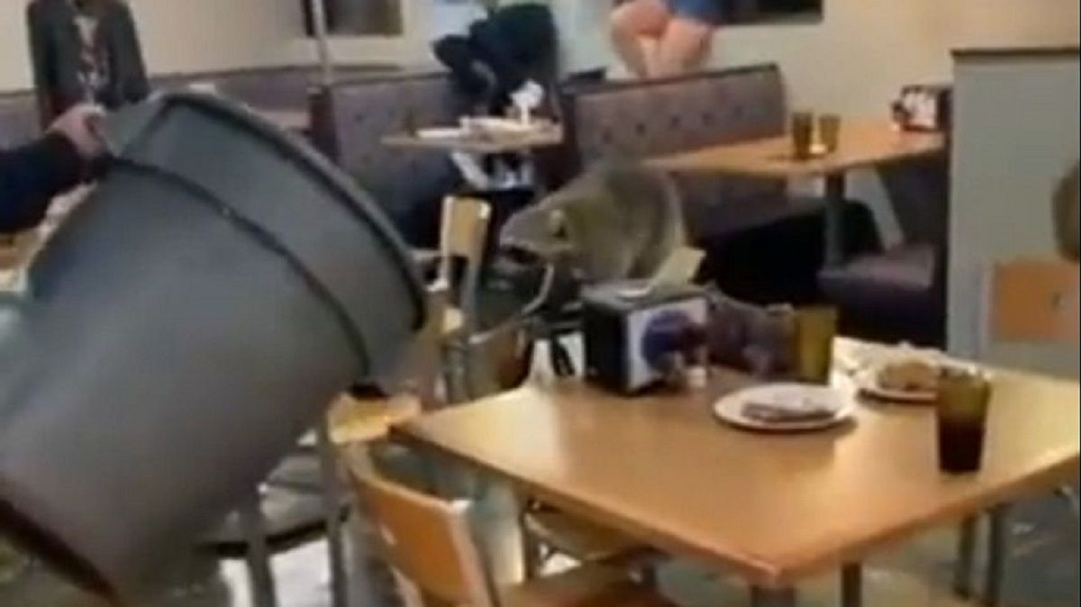 Viral Video: Raccoon Falls Inside University's Dining Hall Through ...