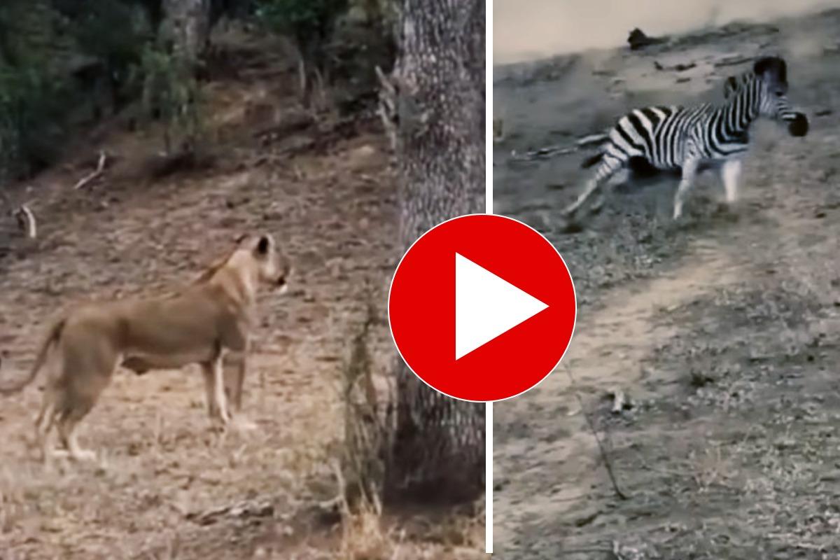 Sherni Aur Zebra Ka Video