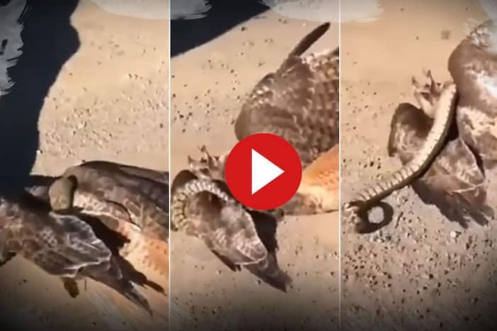 Wild Animal Fight Video