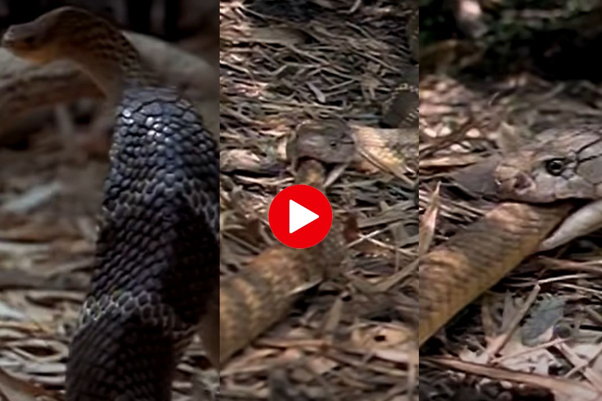 Cobra Vs Rattlesnake Fight Video