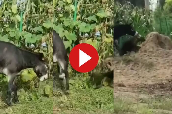 Donkey vs Hyena Fight Video