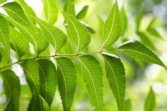 रिकाम्या पोटी कडुलिंबाची पाने खाण्याचे फायदे - Rikamya Poti Kadulimbachi Pane khanyache fayde