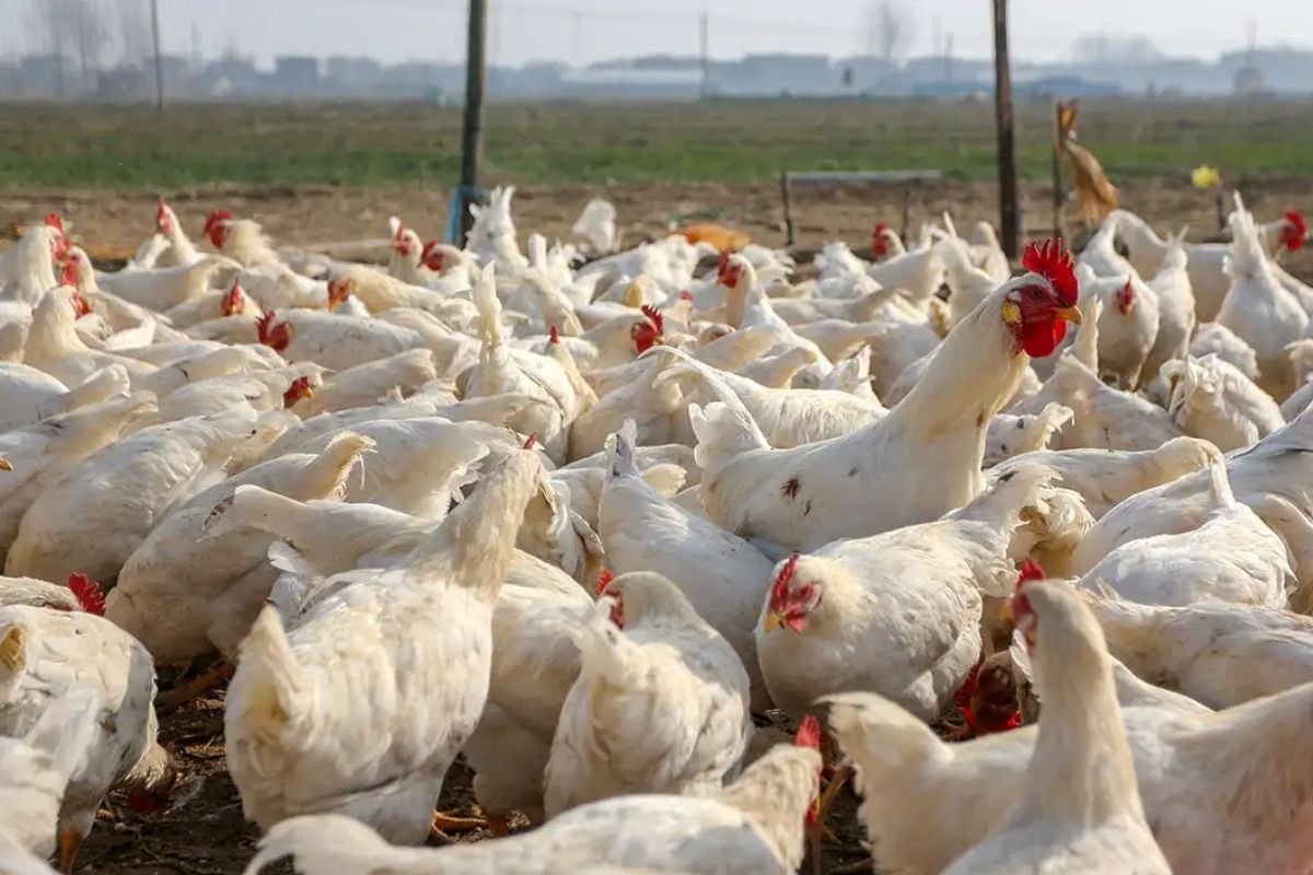 Two Villages In Kerala Report Bird Flu Outbreak, Authorities Order ...