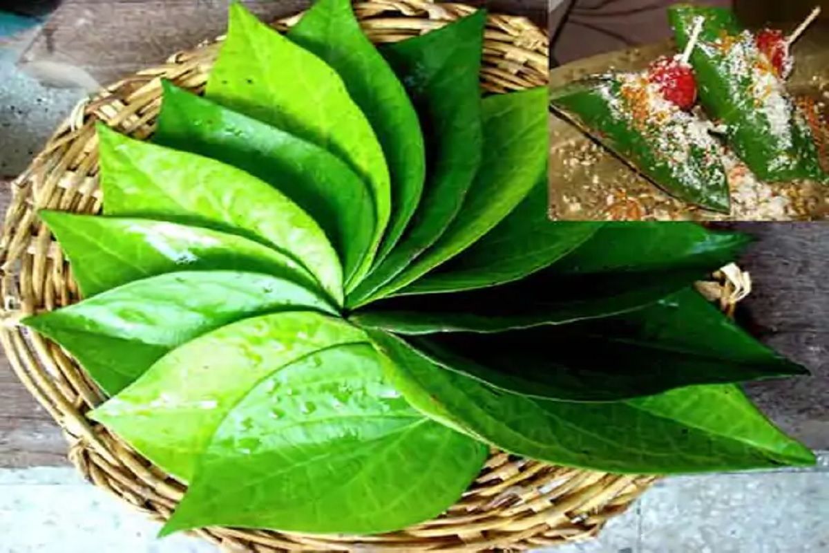 विड्याचे पान खाण्याचे फायदे, जाणून घ्या पानाचे औषधीय उपयोग- Vidyache ...