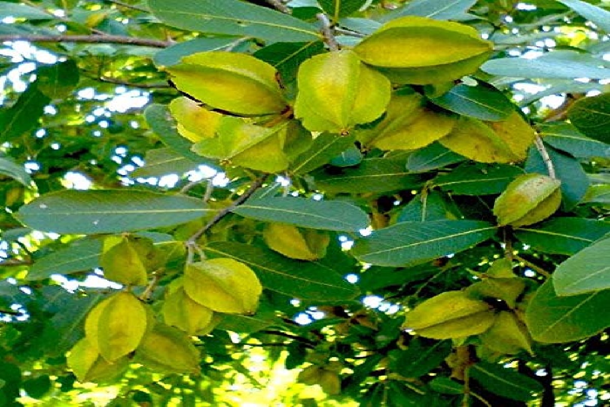 unheard-terminalia-arjuna-arjun-ki-chaal-benefits-in-ayurveda