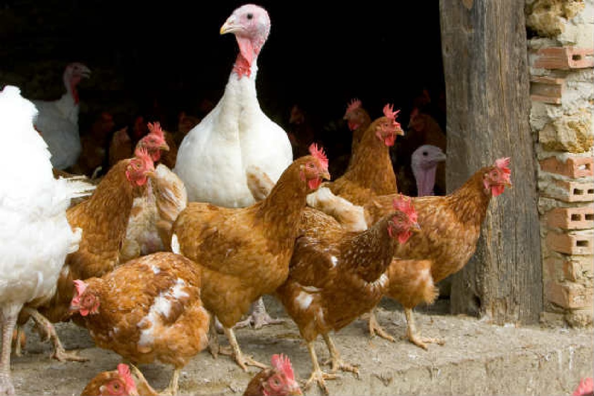 Kozhikode Reports Bird Flu Outbreak In State-Run Poultry Farm, 1800 Chickens Dead