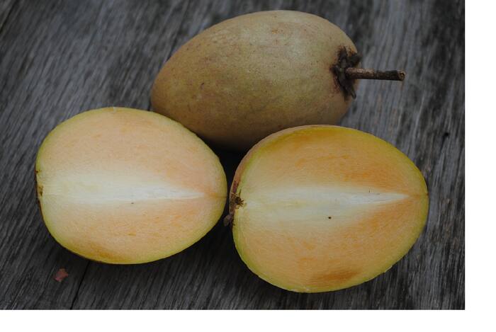 Chiku Benefits: कैसी है चीकू की तासीर? चीकू के फायदे-नुकसान क्या हैं? जानें इस फल के बारे में जानें सबकुछ