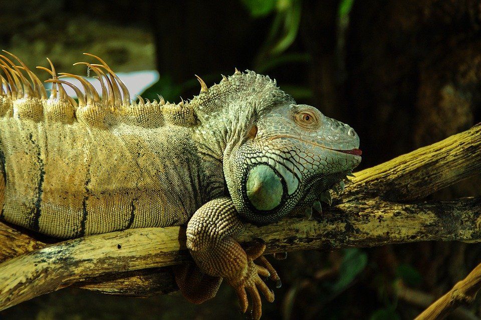 Raining Lizards: It’s So Cold in Florida That Iguanas Are Freezing ...