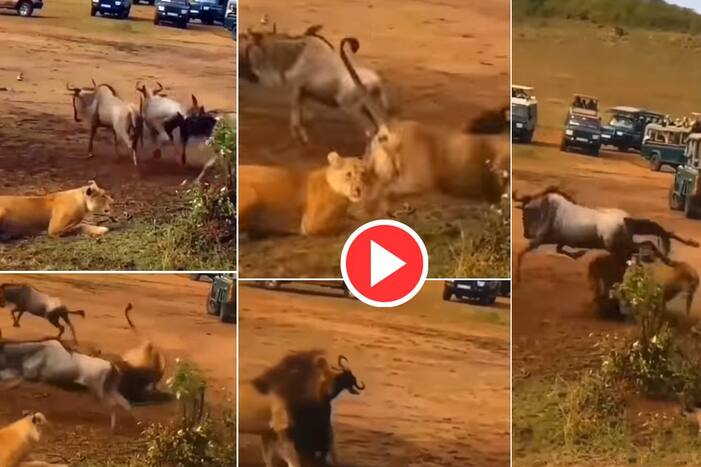 Sher Ka Video