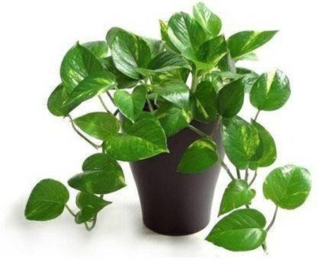 50cm zz plant pot 14cm Buy Zanzibar Zenzii Dwarf 14cm pot