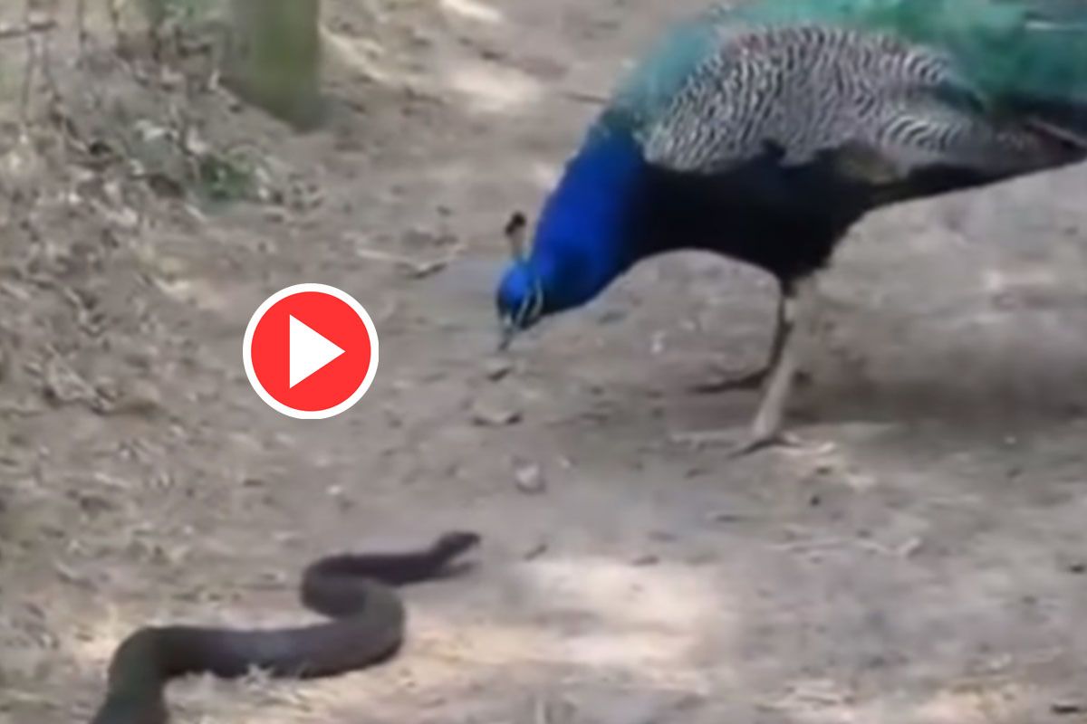 King Cobra Aur Mor Ki Ladai