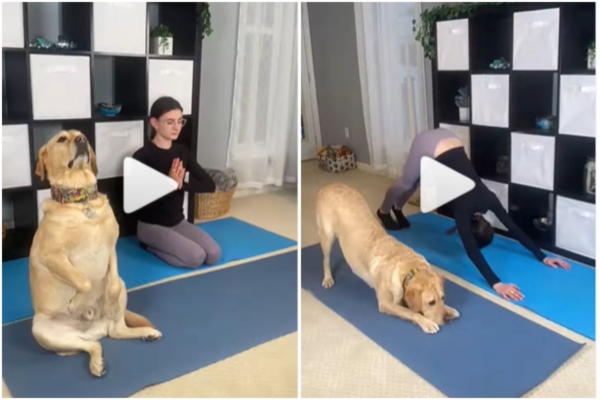 This Viral Video of A Dog Doing Yoga With Its Owner is An Absolute Treat to  Watch