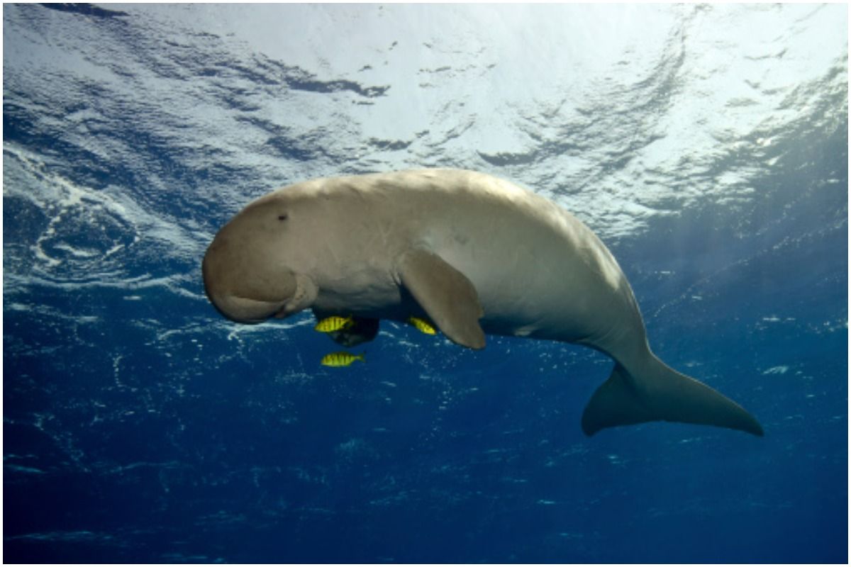 Tamil Nadu Tourism: Here's Everything You Need to Know Abut India's First Dugong Reserve in Palk Bay. Picture Credits: Unsplash