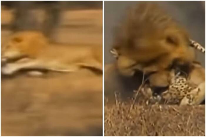 Sher Ka Video