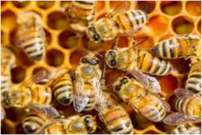 पुणे में ट्रैकिंग के बीच मधुमक्खियों का हमला, 19 लड़कियों और दो लड़कों की हालत गंभीर