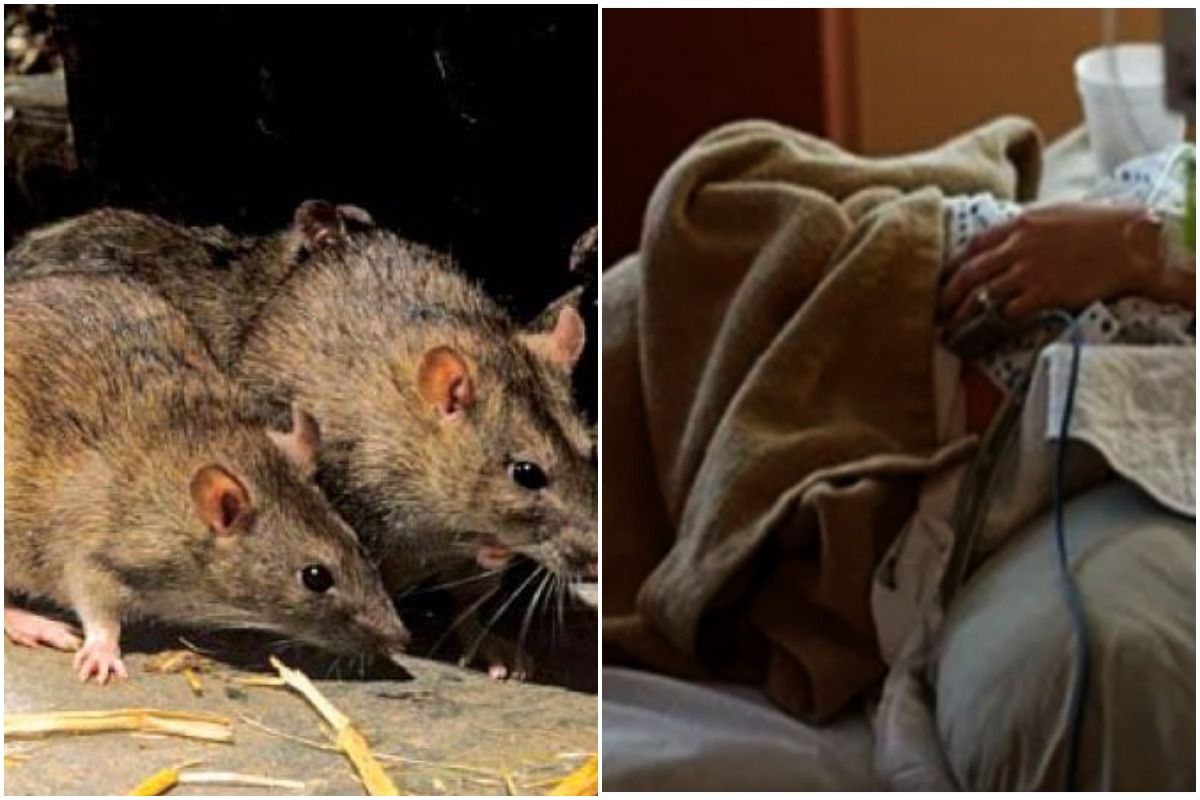 Lassa Fever 3   Pjimage 28 5 