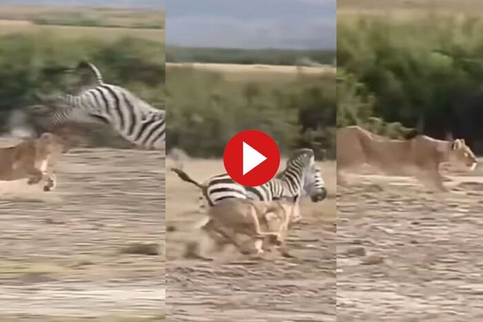 Sherni Aur Zebra Ki Video