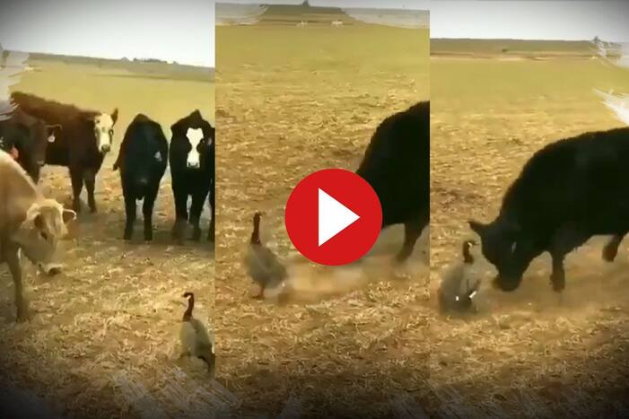 Wild Animal Fight Video