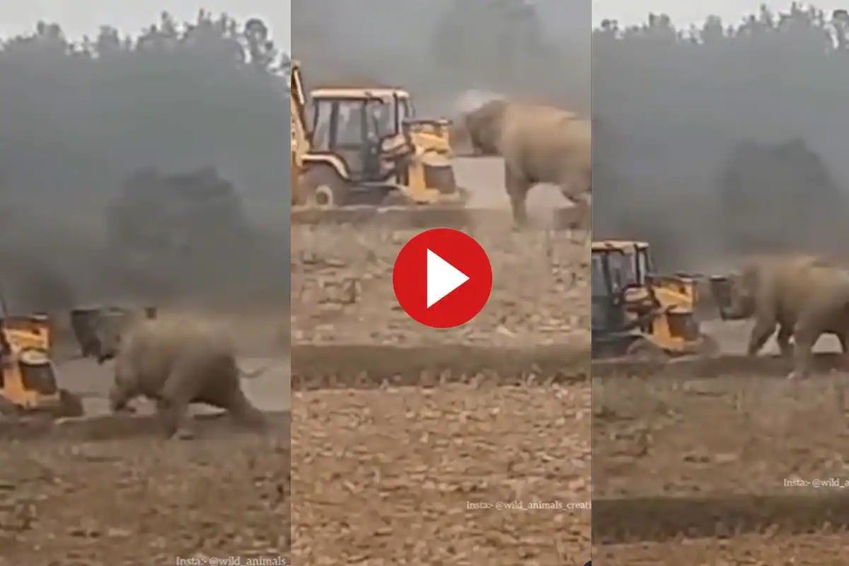Elephant JCB Machine Fight Video