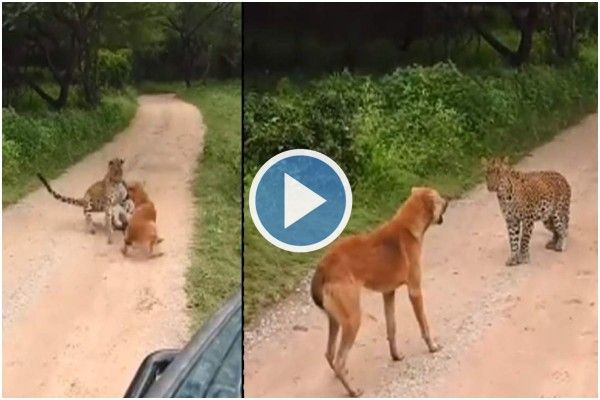 Fearless Dog Barks Furiously, Scares Away Leopard