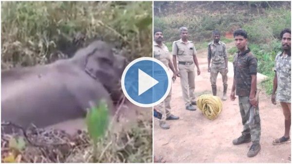 Viral Video: Forest Staff Rescue Huge Elephant Stuck in Swamp in Tamil Nadu. Watch
