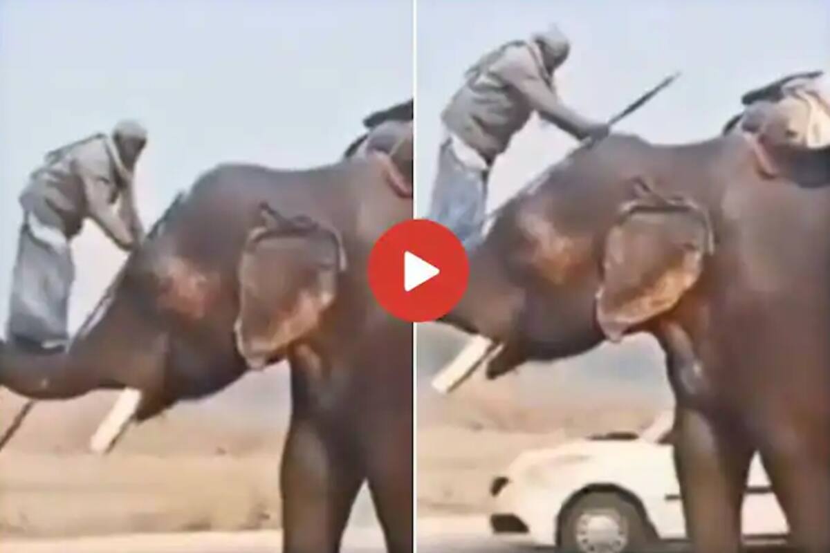 Viral Video: Man Climbs On An Elephant in Prabhas Style, People Call Him  'Real Baahubali' | Watch