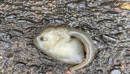 Strange &#39;Alien-Like&#39; Creature Spotted In Sydney Streets After Massive Rain,  Biologists Puzzled
